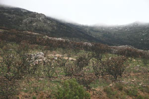 A burned hillside