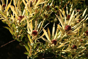 Leucadendron