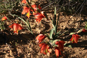 Gladiolus elatus