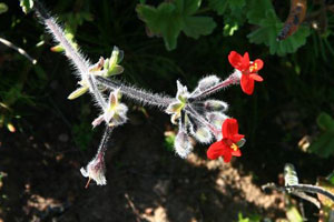 Pelargonium