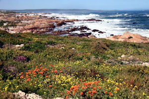 daisies along the Atlantic coast