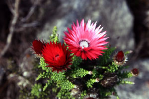 false everlasting