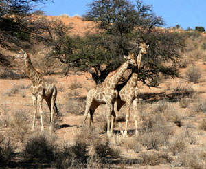 Young giraffes