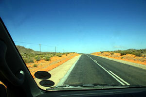 Namaqualand daisy