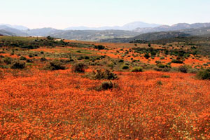 Namaqualand daisy