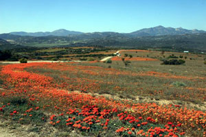 Namaqualand daisy