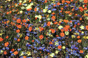 Namaqualand daisy