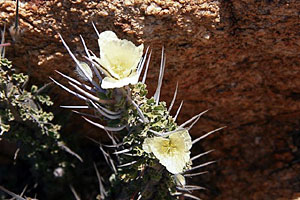 Sarcocaulon sp