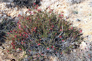 desert rose bush