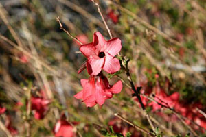 desert rose bush