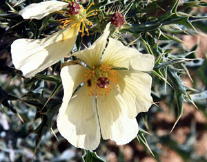 Mexican poppy