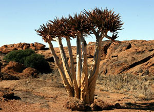 quiver trees