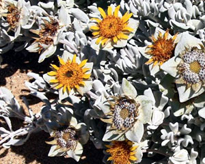 Didelta carnosa var. tomentosa