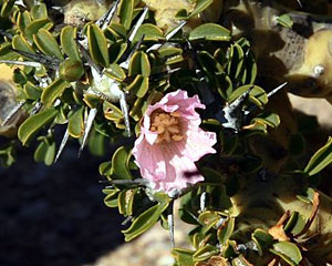 Sarcocaulon patersonii