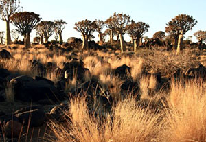Aloe dichotoma var. dichotoma