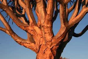 Aloe dichotoma var. dichotoma