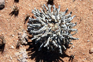 Euphorbia namibensis