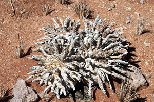 Euphorbia namibensis