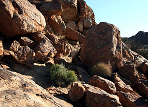 Euphorbia mauritanica habitat