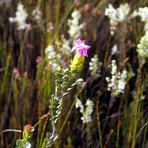 Saltera sarcocolla