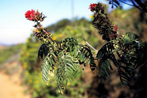 Melianthus pectinatus