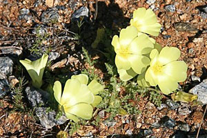 Grielum humifusum