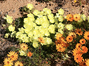 Grielum humifusum