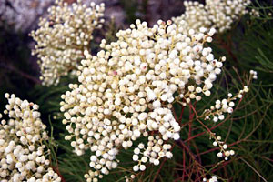 Nebelia Paleacea