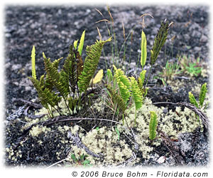 plant life on lava
