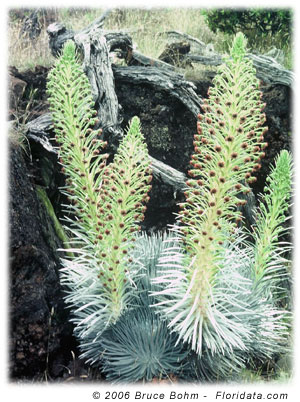 Mauna Kea silverswords