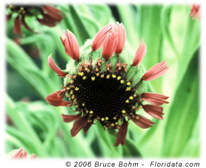silversword flower