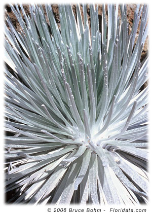 silversword leaves