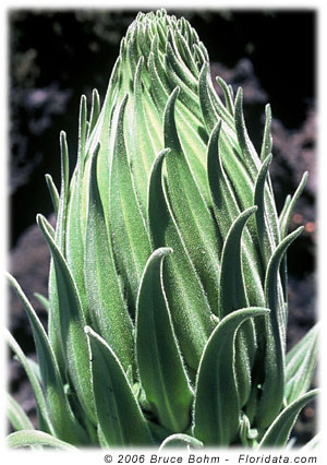 Flowering head developing.