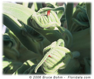 emerging silversword floret