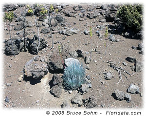 silversword plant