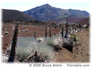 Haleakala silverswords in the crater