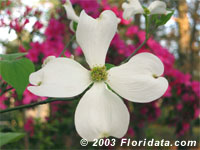 flowering dogwood