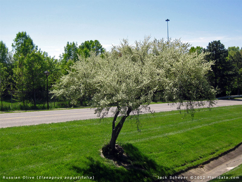 Elaeagnus Angustifolia Russian 27