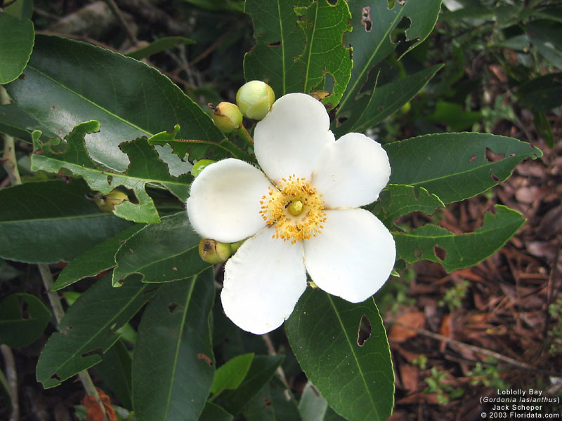 Gordonia lasianthus