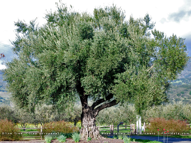 Olea Europaea Olea Europaea