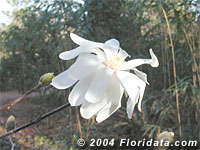 star magnolia