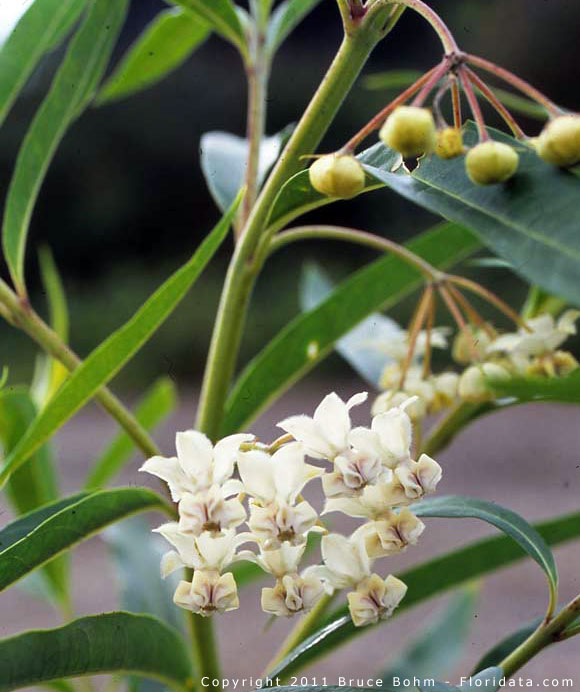 Asclepias