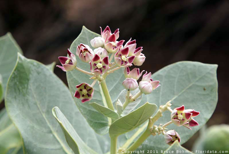 Asclepias