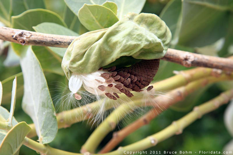 Asclepias