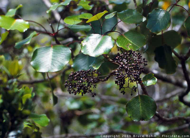 Cheirodendron