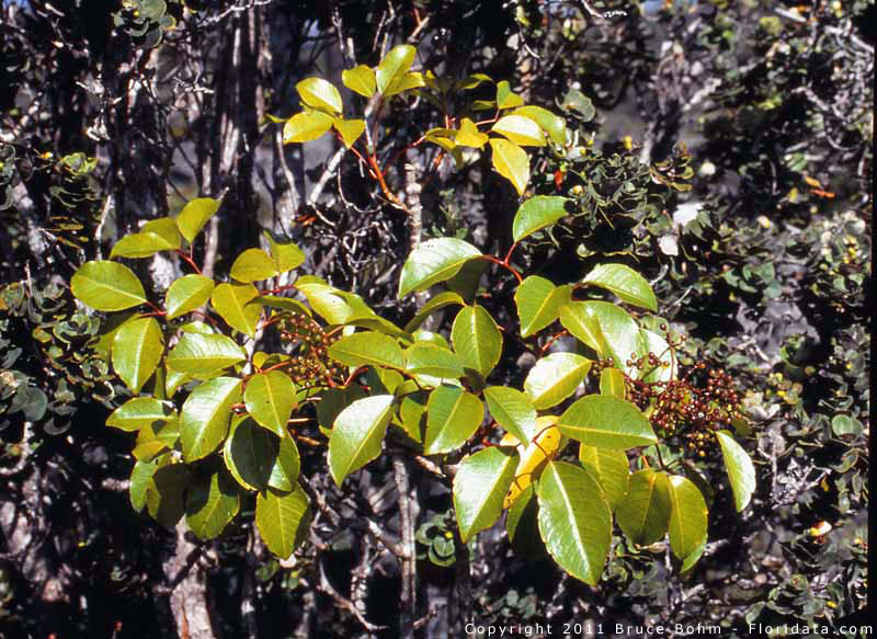 Cheirodendron