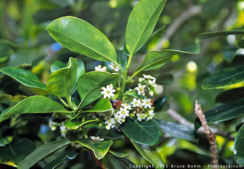 Ilex