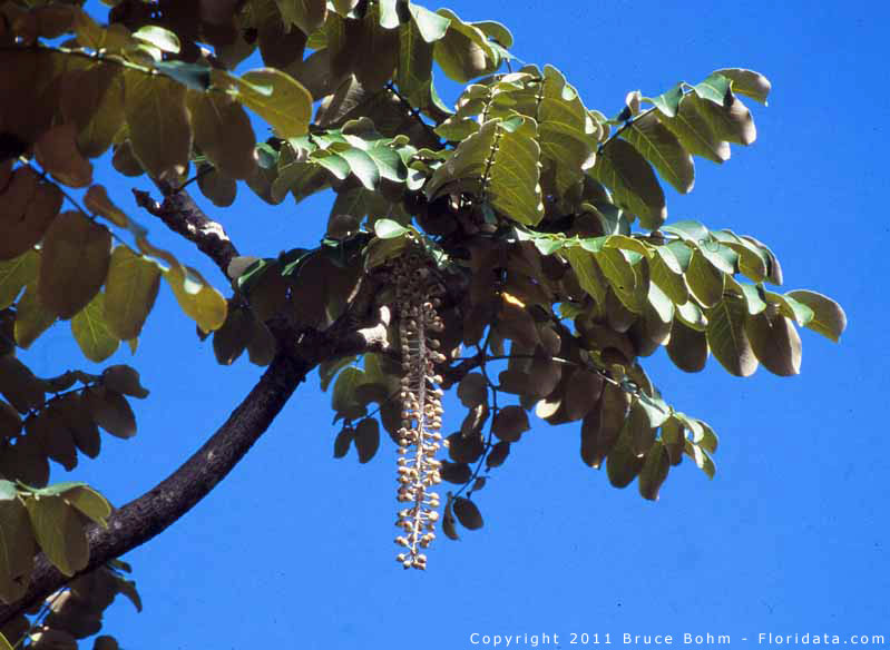 Polyscias racemosa