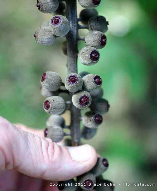 Polyscias racemosa