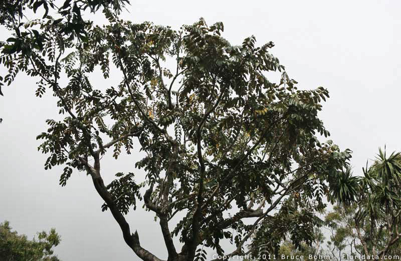 Polyscias racemosa